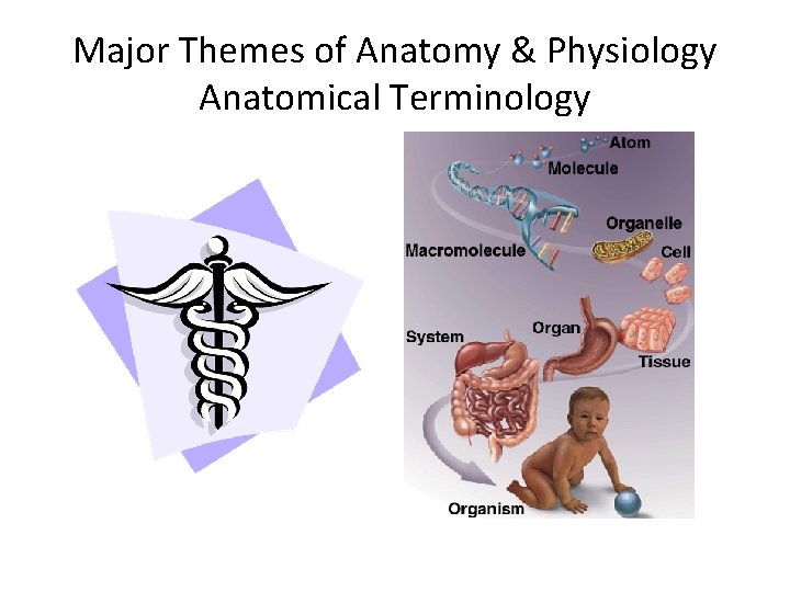 Major Themes of Anatomy & Physiology Anatomical Terminology 