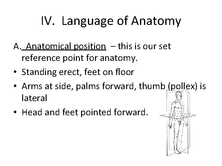 IV. Language of Anatomy A. Anatomical position – this is our set reference point