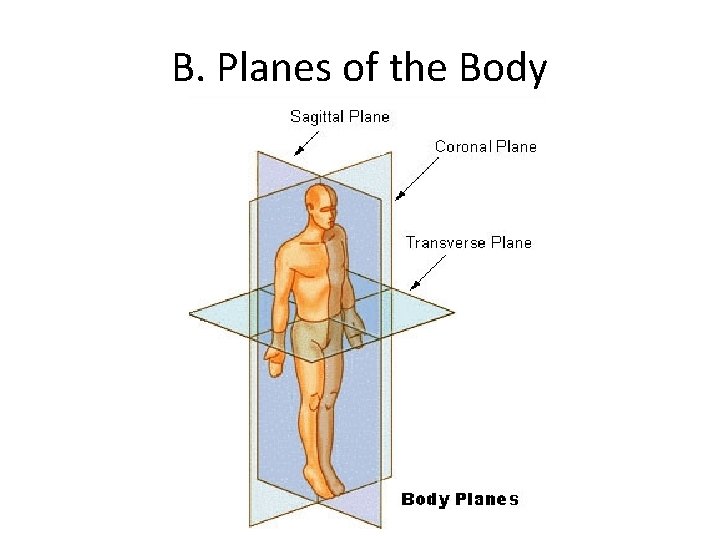 B. Planes of the Body 