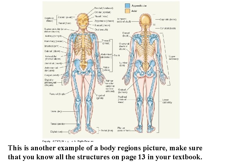 This is another example of a body regions picture, make sure that you know