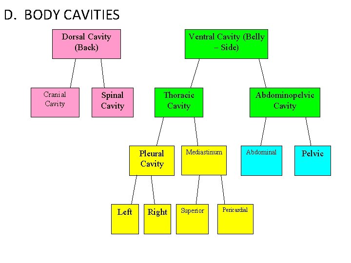 D. BODY CAVITIES Dorsal Cavity (Back) Cranial Cavity Ventral Cavity (Belly – Side) Spinal