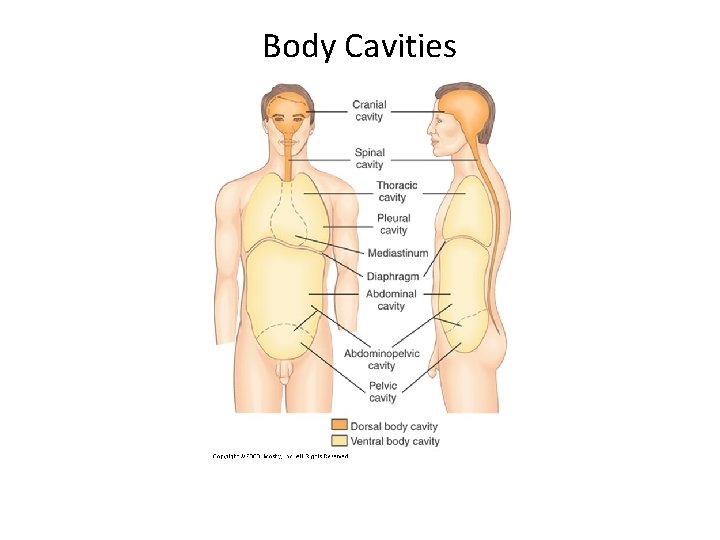 Body Cavities 