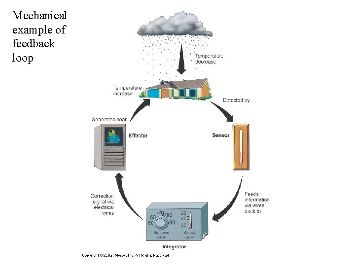 Mechanical example of feedback loop 