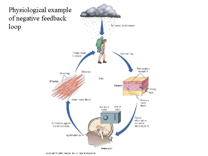 Physiological example of negative feedback loop 