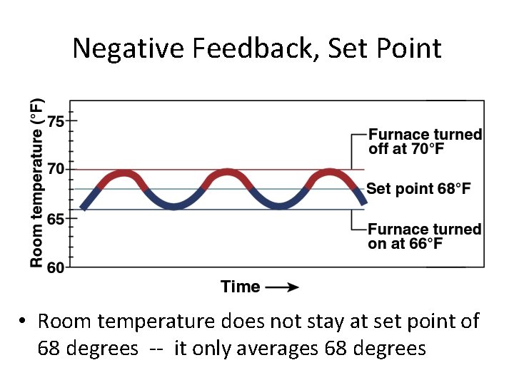 Negative Feedback, Set Point • Room temperature does not stay at set point of