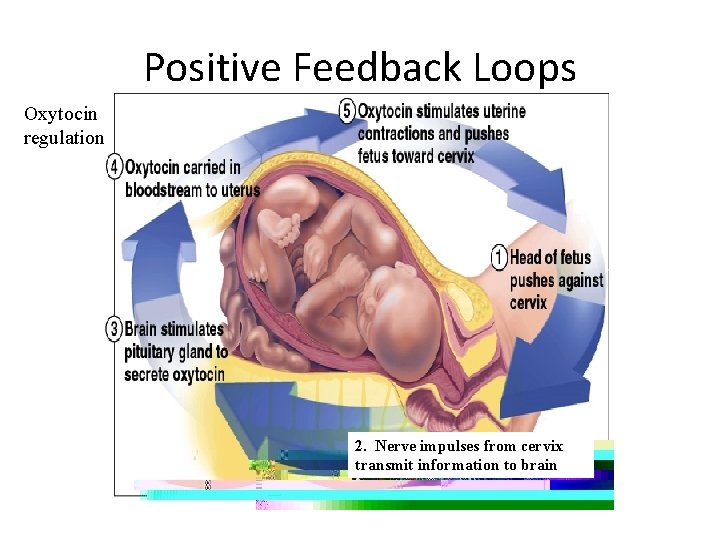Positive Feedback Loops Oxytocin regulation 2. Nerve impulses from cervix transmit information to brain