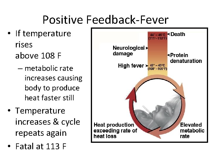 Positive Feedback-Fever • If temperature rises above 108 F – metabolic rate increases causing