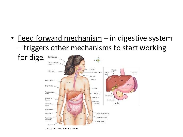  • Feed forward mechanism – in digestive system – triggers other mechanisms to
