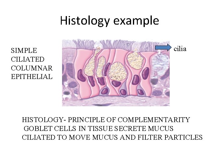 Histology example SIMPLE CILIATED COLUMNAR EPITHELIAL cilia HISTOLOGY- PRINCIPLE OF COMPLEMENTARITY GOBLET CELLS IN