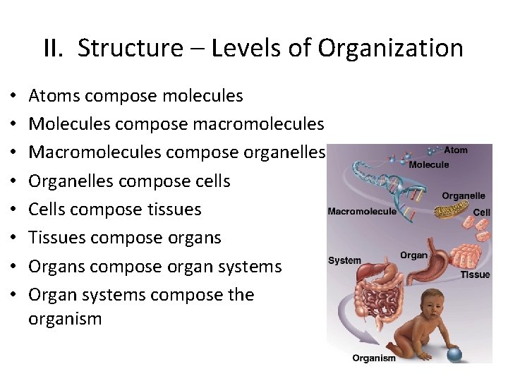 II. Structure – Levels of Organization • • Atoms compose molecules Molecules compose macromolecules