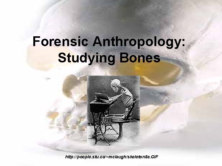 Forensic Anthropology: Studying Bones http: //people. stu. ca/~mclaugh/skeleton 8 a. GIF 