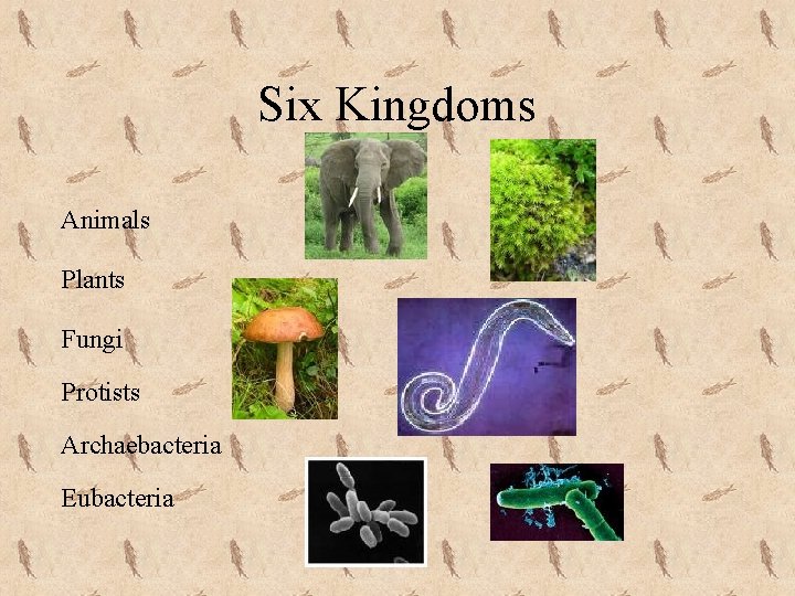Six Kingdoms Animals Plants Fungi Protists Archaebacteria Eubacteria 