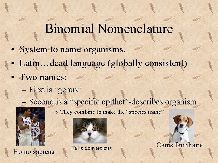 Binomial Nomenclature • System to name organisms. • Latin…dead language (globally consistent) • Two