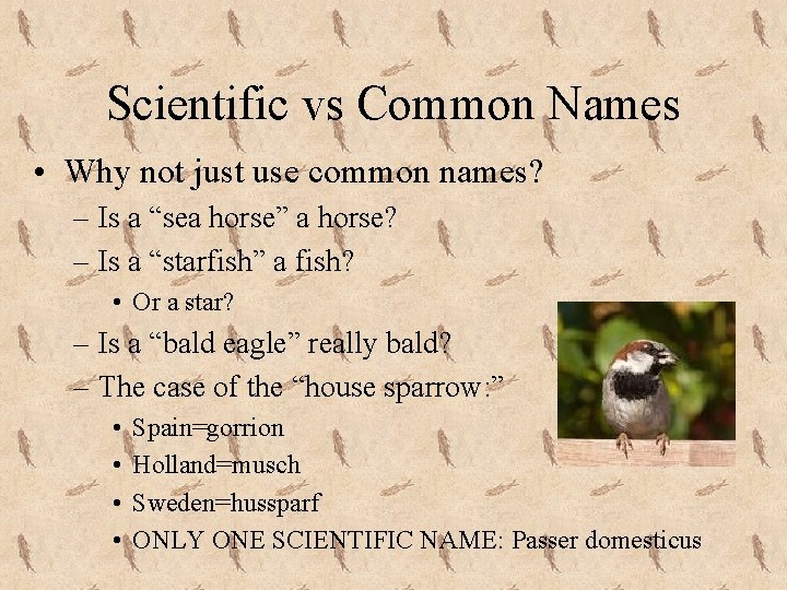 Scientific vs Common Names • Why not just use common names? – Is a