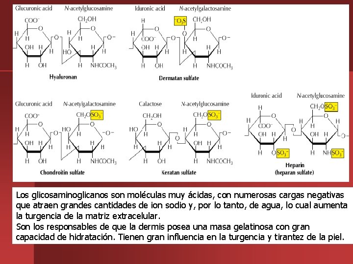 Los glicosaminoglicanos son moléculas muy ácidas, con numerosas cargas negativas que atraen grandes cantidades