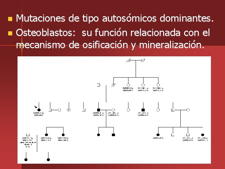 Mutaciones de tipo autosómicos dominantes. n Osteoblastos: su función relacionada con el mecanismo de