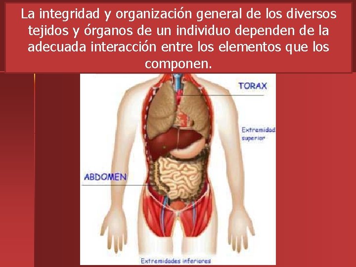 La integridad y organización general de los diversos tejidos y órganos de un individuo