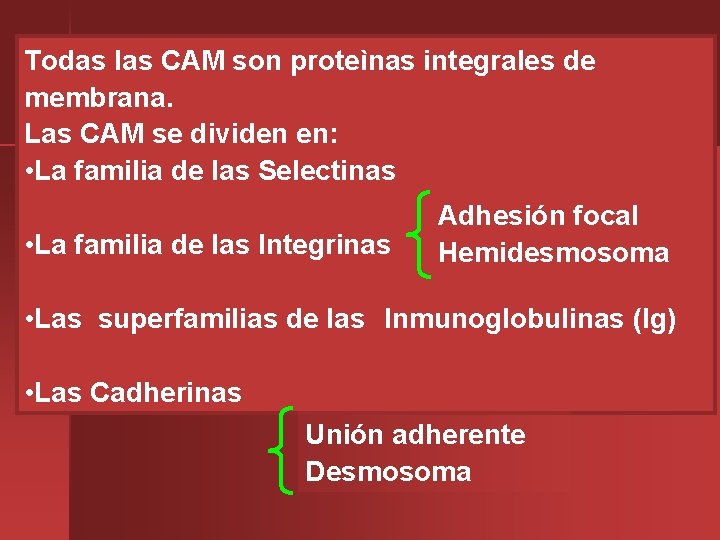 Todas las CAM son proteìnas integrales de membrana. Las CAM se dividen en: •