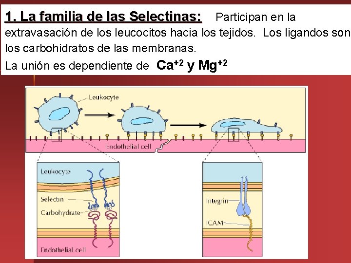 1. La familia de las Selectinas: Participan en la extravasación de los leucocitos hacia