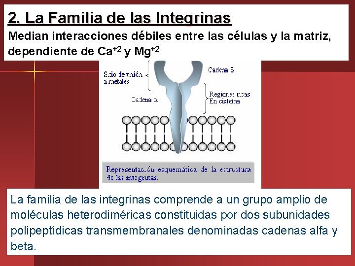 2. La Familia de las Integrinas Median interacciones débiles entre las células y la