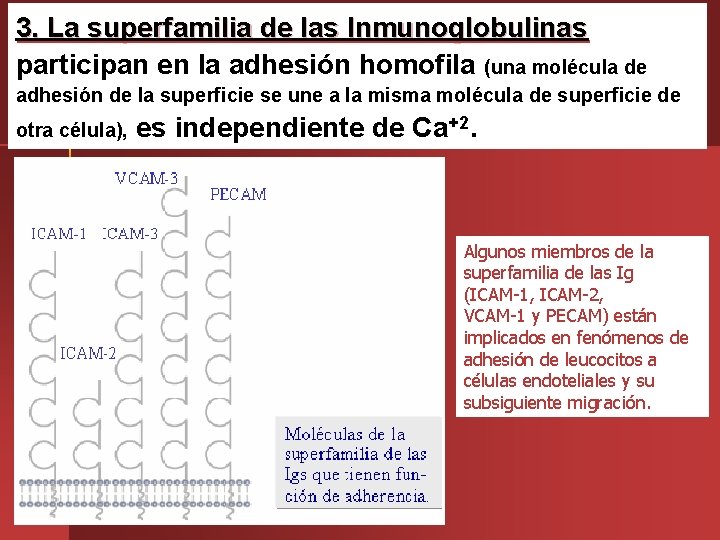 3. La superfamilia de las Inmunoglobulinas participan en la adhesión homofila (una molécula de