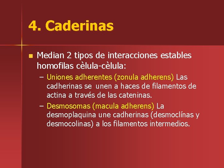 4. Caderinas n Median 2 tipos de interacciones estables homofilas cèlula-cèlula: – Uniones adherentes