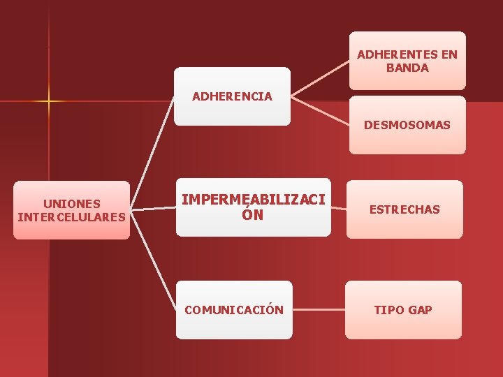 ADHERENTES EN BANDA ADHERENCIA DESMOSOMAS UNIONES INTERCELULARES IMPERMEABILIZACI ÓN COMUNICACIÓN ESTRECHAS TIPO GAP 