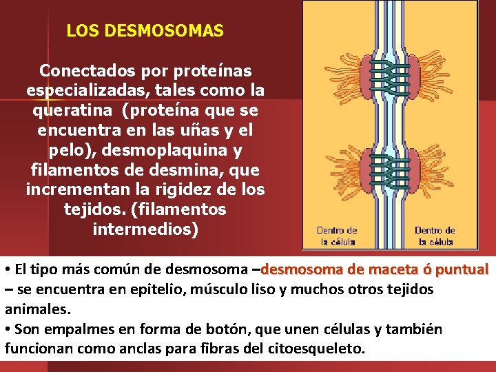 LOS DESMOSOMAS Conectados por proteínas especializadas, tales como la queratina (proteína que se encuentra