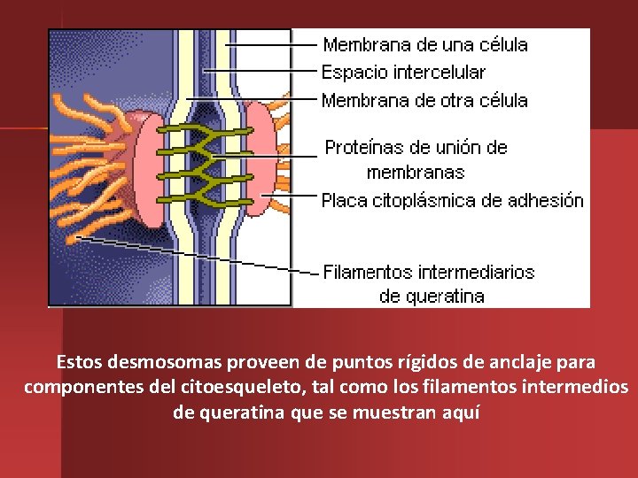 Estos desmosomas proveen de puntos rígidos de anclaje para componentes del citoesqueleto, tal como