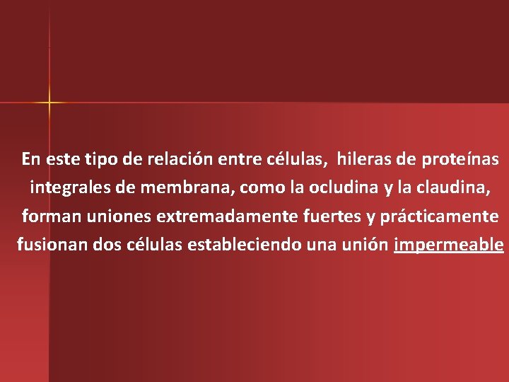 En este tipo de relación entre células, hileras de proteínas integrales de membrana, como