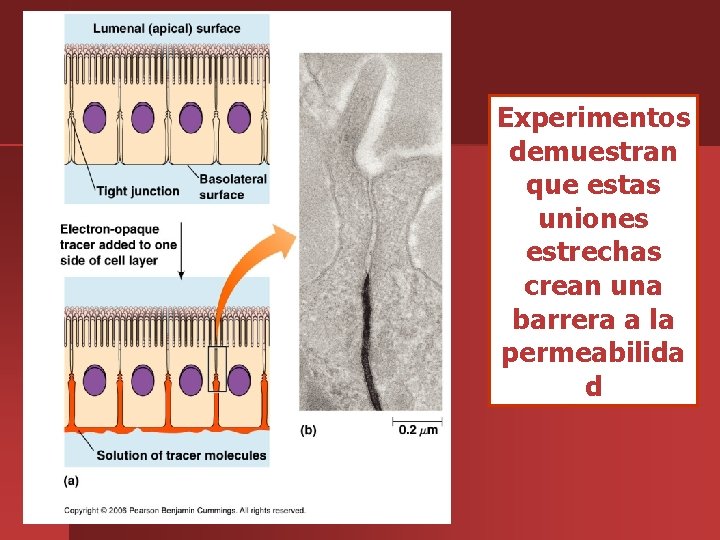 Experimentos demuestran que estas uniones estrechas crean una barrera a la permeabilida d 