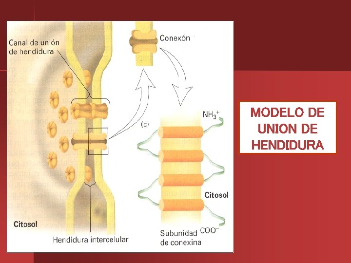 MODELO DE UNION DE HENDIDURA 