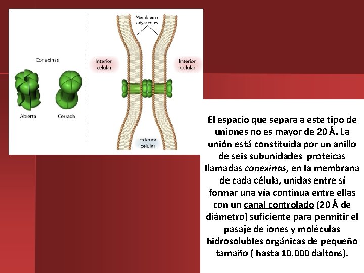 El espacio que separa a este tipo de uniones no es mayor de 20