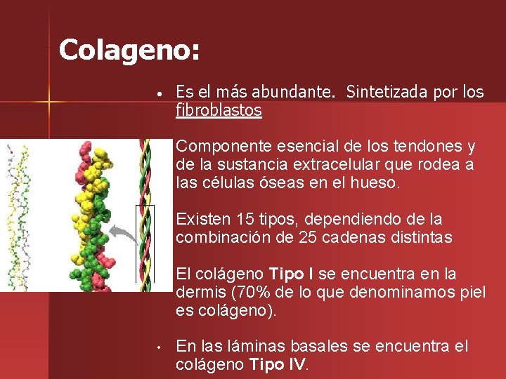 Colageno: • Es el más abundante. Sintetizada por los fibroblastos • Componente esencial de