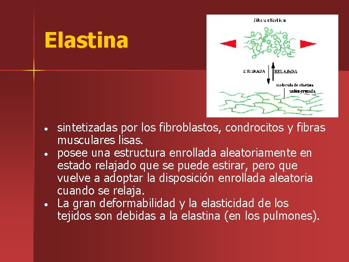 Elastina • • • sintetizadas por los fibroblastos, condrocitos y fibras musculares lisas. posee