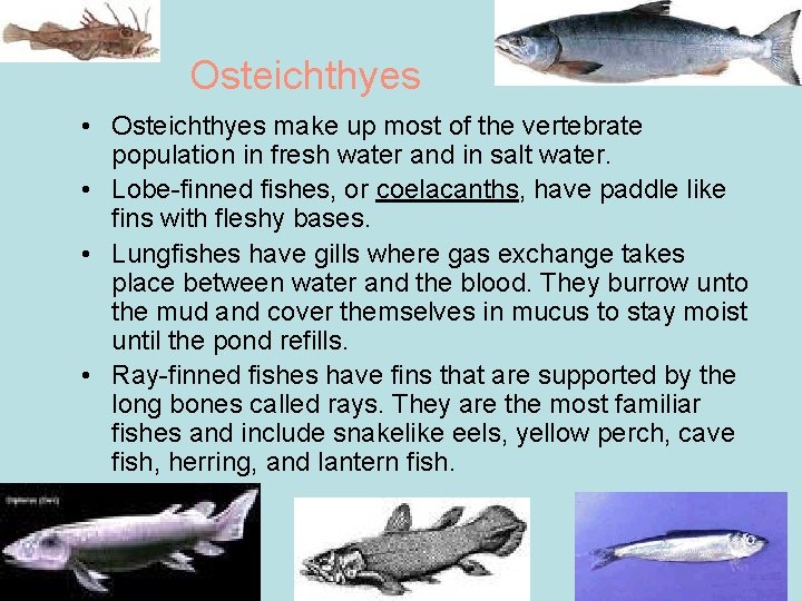 Osteichthyes • Osteichthyes make up most of the vertebrate population in fresh water and Osteichthyes • Osteichthyes make up most of the vertebrate population in fresh water and