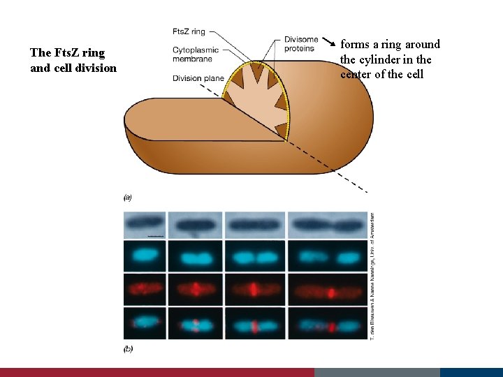 The Fts. Z ring and cell division forms a ring around the cylinder in