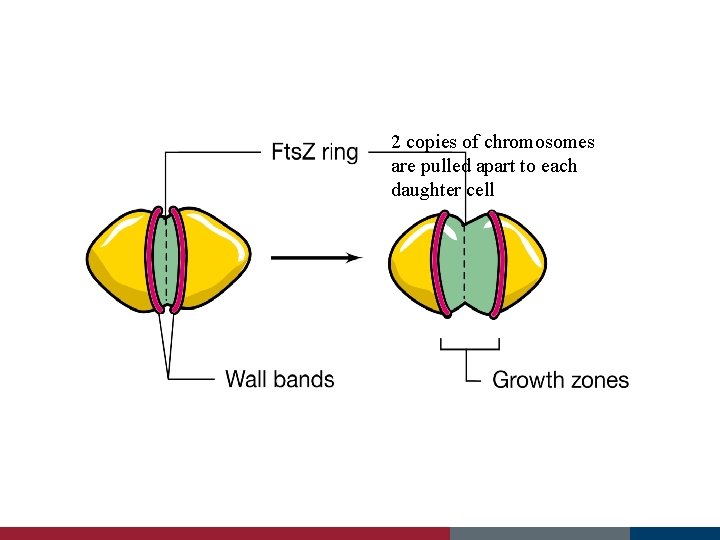 2 copies of chromosomes are pulled apart to each daughter cell 