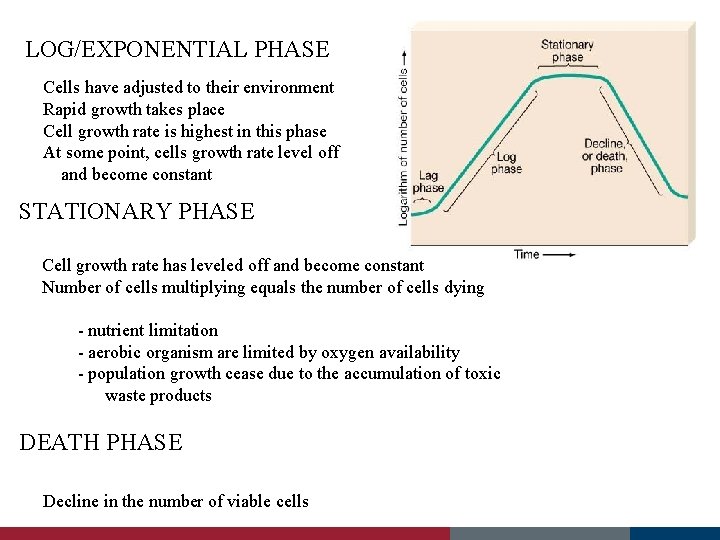 LOG/EXPONENTIAL PHASE Cells have adjusted to their environment Rapid growth takes place Cell growth