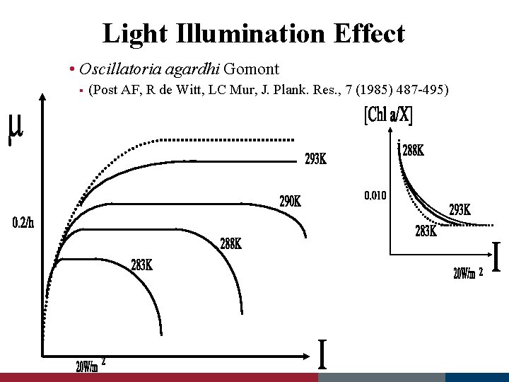 Light Illumination Effect • Oscillatoria agardhi Gomont § (Post AF, R de Witt, LC