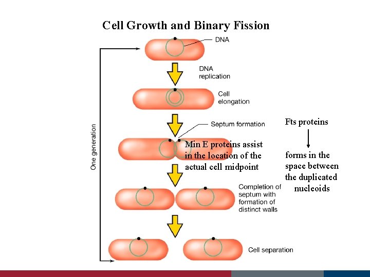 Cell Growth and Binary Fission Fts proteins Min E proteins assist in the location