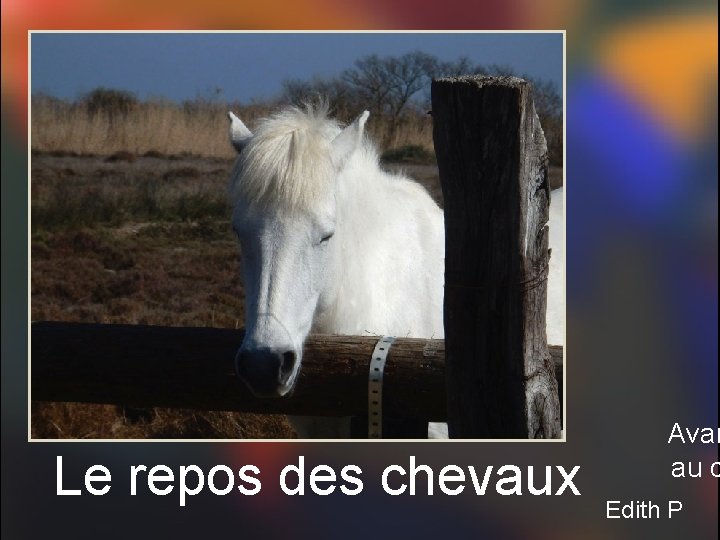 EP Le repos des chevaux Avan au c Edith P 