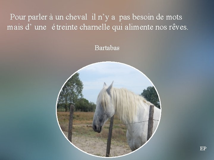 Pour parler à un cheval il n’y a pas besoin de mots mais d’