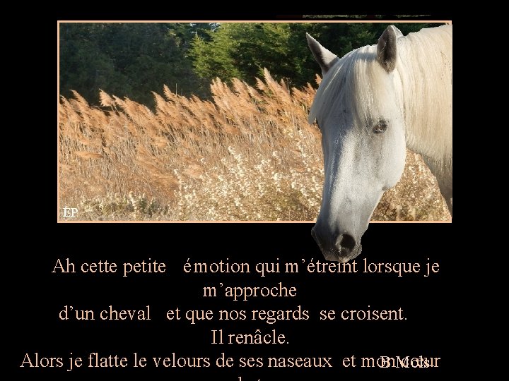 EP Ah cette petite é motion qui m’étreint lorsque je m’approche d’un cheval et