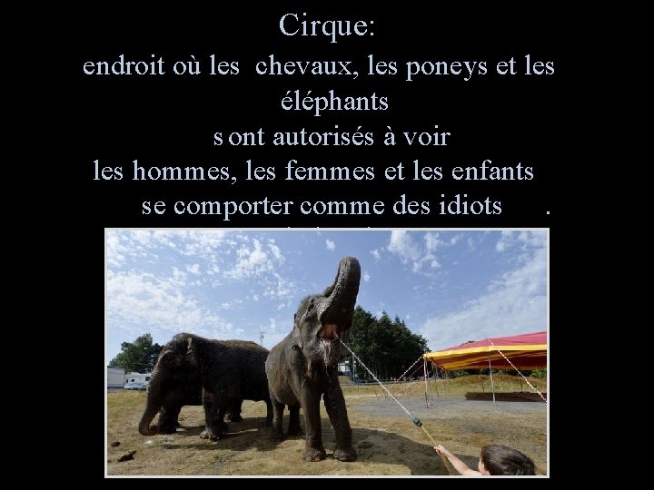 Cirque: endroit où les chevaux, les poneys et les éléphants s ont autorisés à