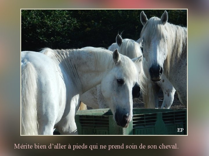 EP Mérite bien d’aller à pieds qui ne prend soin de son cheval. 