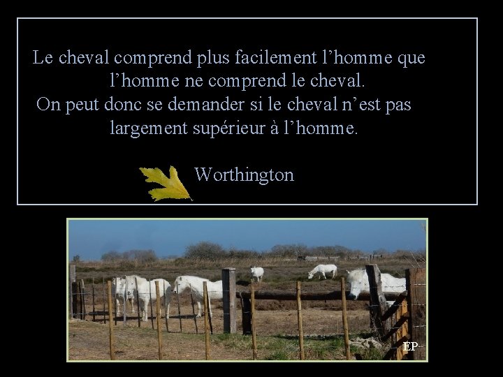 Le cheval comprend plus facilement l’homme que l’homme ne comprend le cheval. On peut