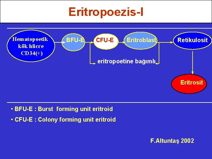 Eritropoezis-I Hematopoetik kök hücre CD 34(+) BFU-E CFU-E Eritroblast Retikulosit eritropoetine bağımlı Eritrosit •