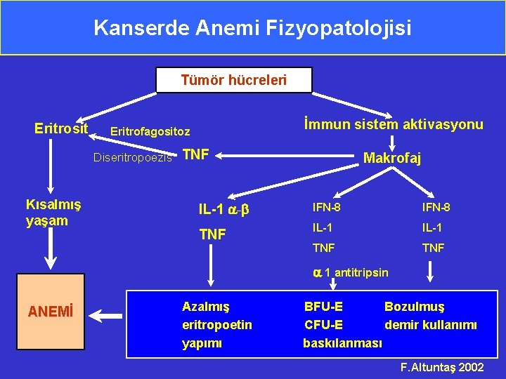 Kanserde Anemi Fizyopatolojisi Tümör hücreleri Eritrosit Kısalmış yaşam Eritrofagositoz İmmun sistem aktivasyonu Diseritropoezis TNF