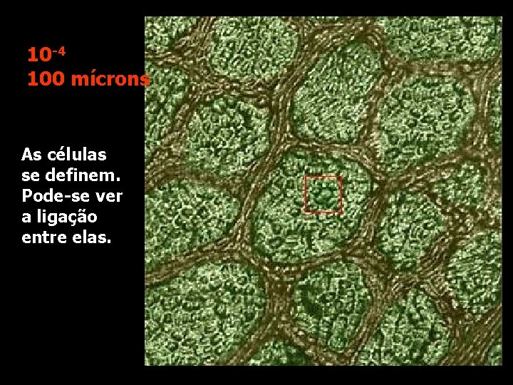 10 -4 100 mícrons As células se definem. Pode-se ver a ligação entre elas.